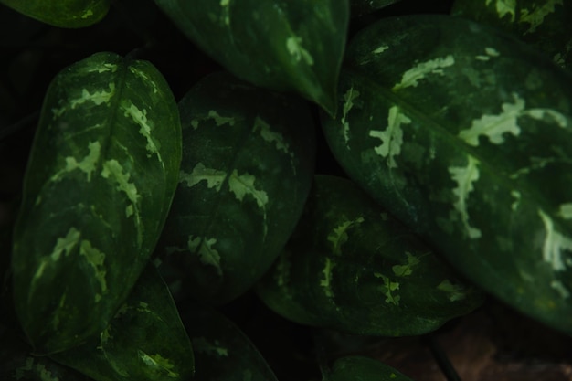 Two colored plant leaves