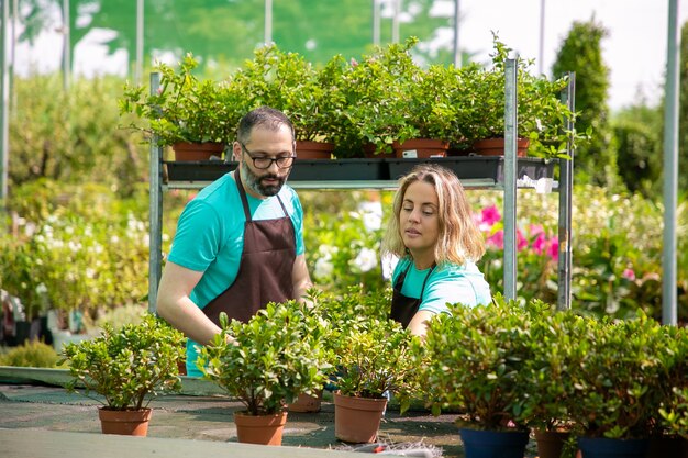 市場向けの鉢植えの植物を準備する2人の集中した庭師。青いシャツと黒いエプロンで家の植物を育て、花の世話をする男性と女性。商業園芸と夏のコンセプト