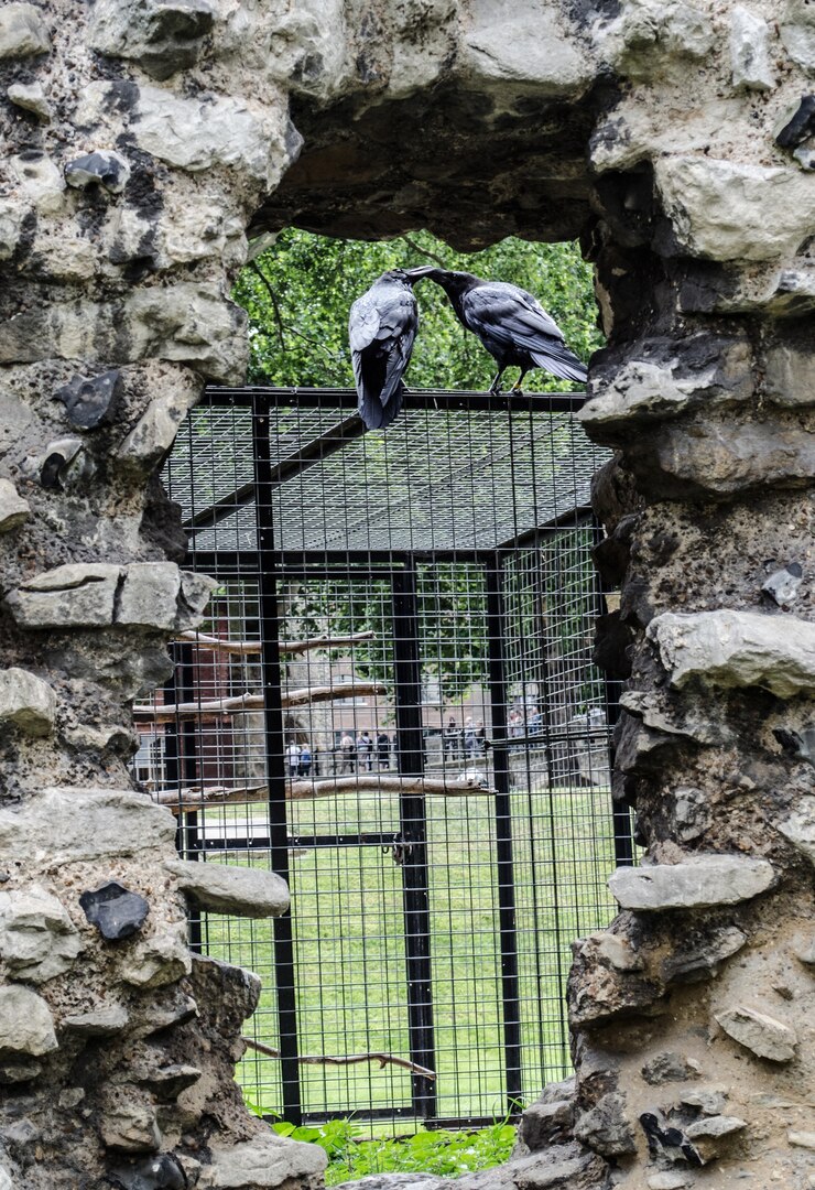 Free Photo two crows kissing each other on a metallic cage under the sunlight at daytime