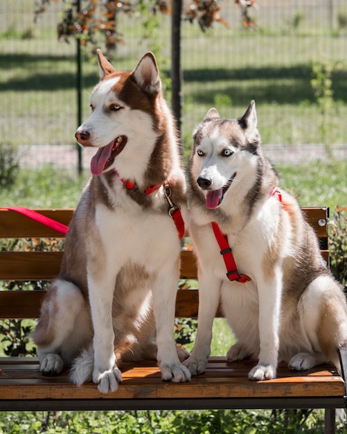 Foto gratuita due simpatici cani husky sulla panchina del parco