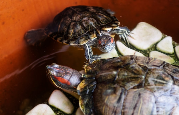 Two cute yellow bellied turtle