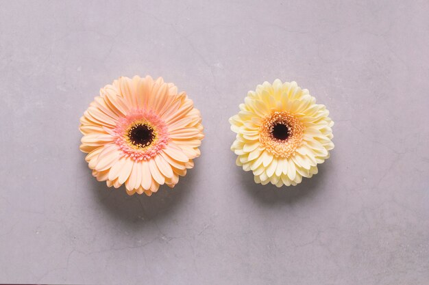 Two daisies on lilac background