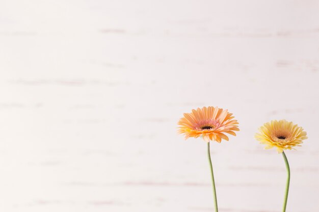 Two daisies on white background