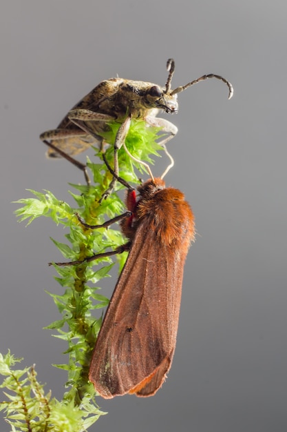 Два разных насекомых, сидящих на растении