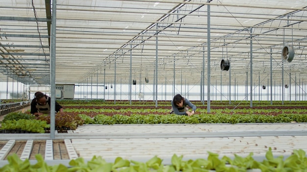 Два разных работника теплицы стоят между рядами салата и осматривают растения на наличие повреждений. африканская американка и кавказский сельскохозяйственный рабочий в гидропонной среде проводят контроль качества.
