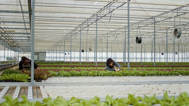 Two diverse greenhouse workers standing between rows of lettuce crops inspecting plants for damage. African american woman and caucasian farm worker in hydroponic enviroment doing quality control.