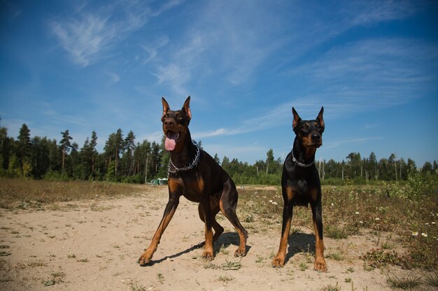 白と茶色の犬種ジャックラッセルフルショット立っている白のストック写真 プレミアム写真
