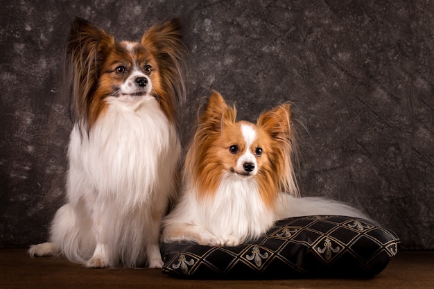 Two dogs of breed papilon Premium Photo