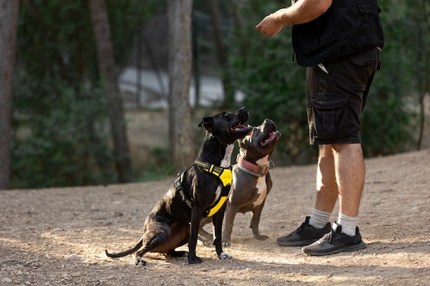 Due cani all'aperto addestrati da un allenatore maschio