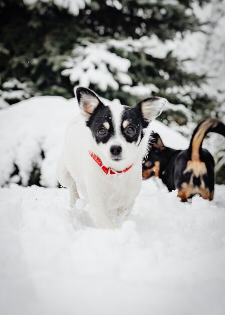 Two dogs playing