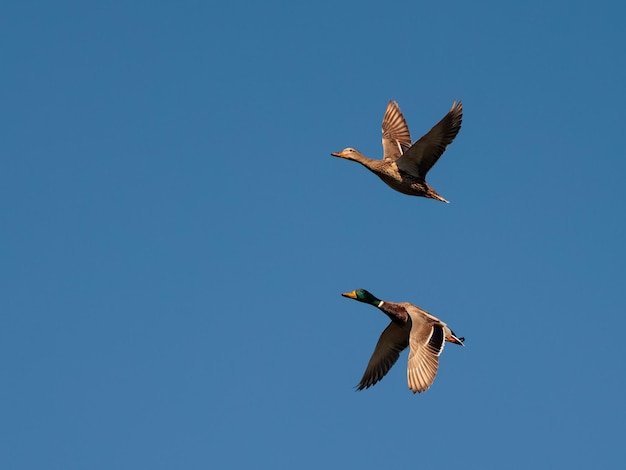 飛行中​の​2​羽​の​アヒル​の​鳥