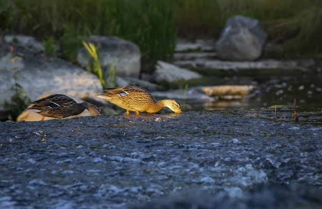 Foto gratuita due anatre alla ricerca di cibo nell'acqua del fiume