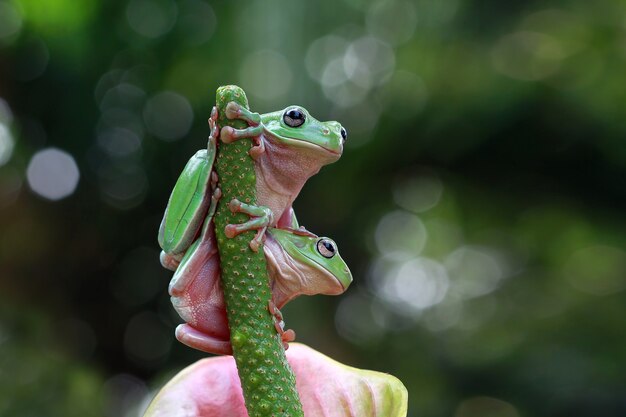 Two Dumpy frog sitting on green flower