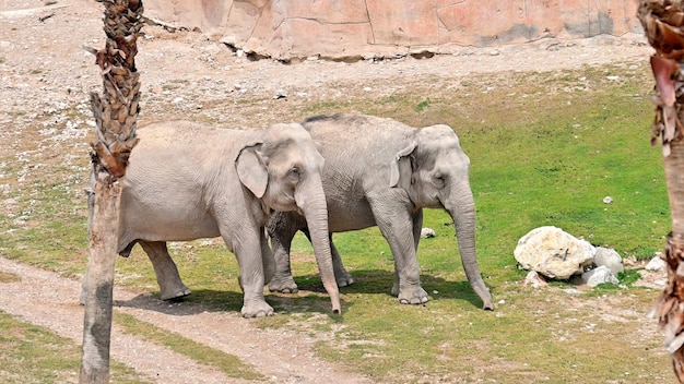 Free Photo two elephants in zoo