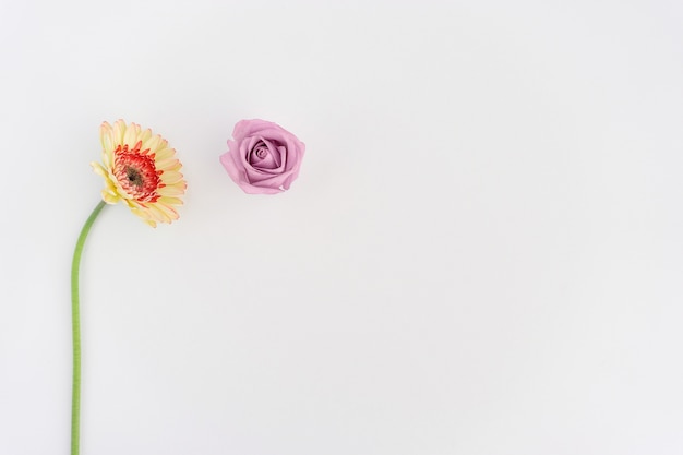 Free photo two flowers on white background