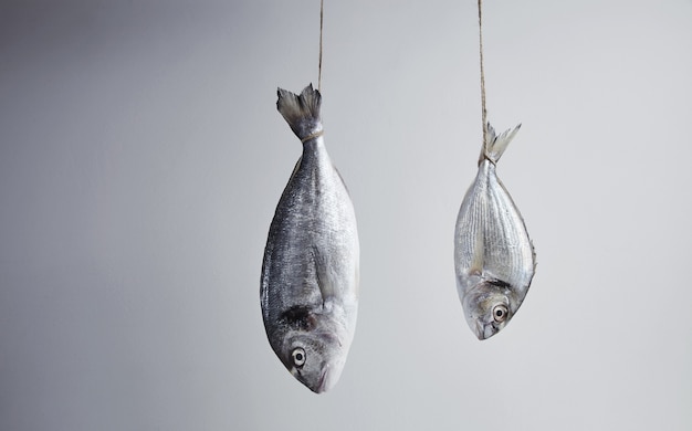 Two fresh sea breams hanged for tail on rope