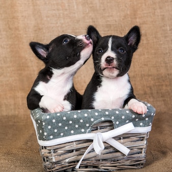 Две забавные маленькие собаки щенки басенджи целуются, облизывают друг друга на фоне вретища, поздравительная открытка