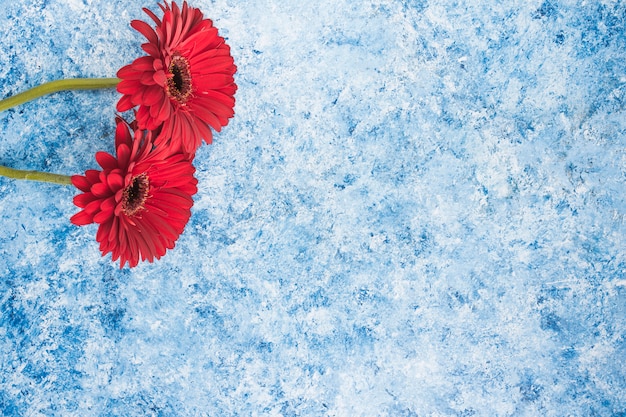 Two gerbera flowers on blue table 