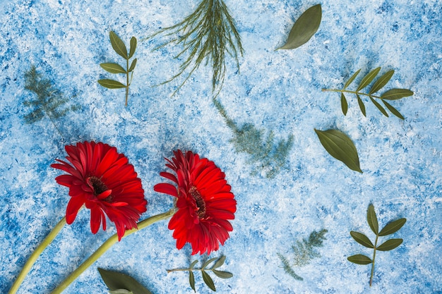 Two gerbera flowers with green leaves 