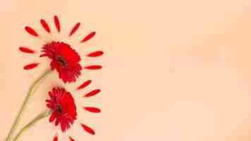 Free photo two gerbera flowers with petals on table