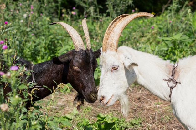 Two goats facing each other face