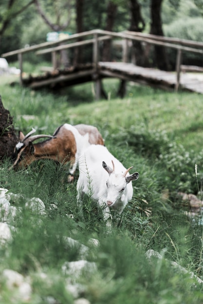 Free photo two goats grazing on meadow