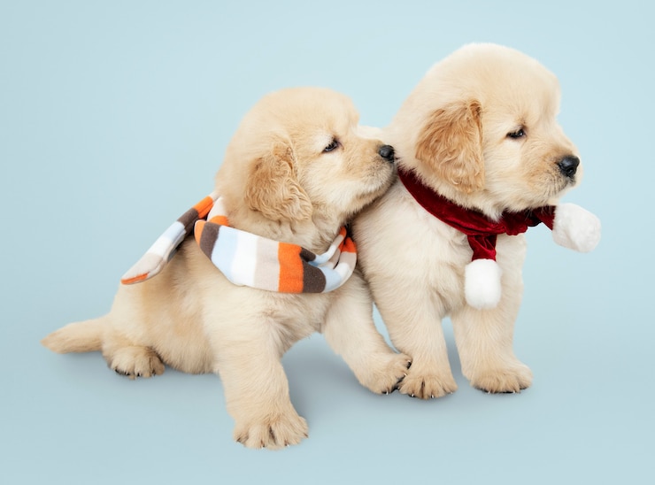 無料Photo スカーフを着ている2頭のゴールデンレトリーバーの子犬