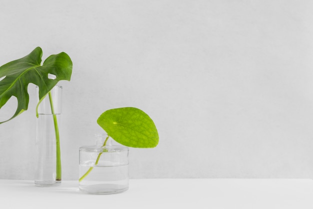 Two green leaves in the different glass vase with water against backdrop