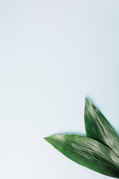 Two green leaves on white background