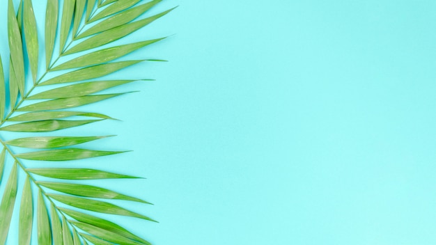 Бесплатное фото Две зеленые пальмовые листья на столе