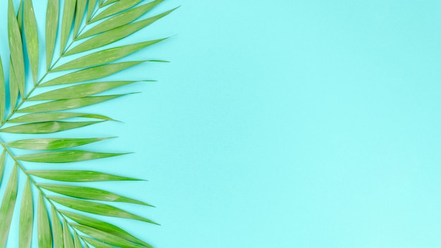 Two green palm leaves on table