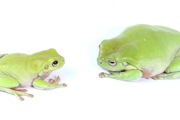 두 개의 녹색 나무 개구리