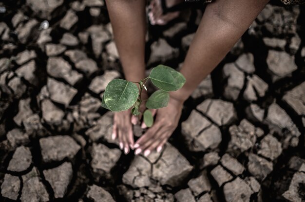 Две руки сажают деревья и сухую и потрескавшуюся почву в условиях глобального потепления.