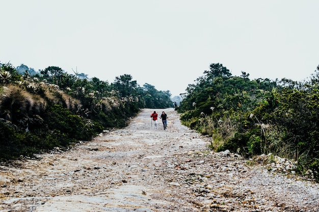 Two hikers walking through the road surrounded by green plants