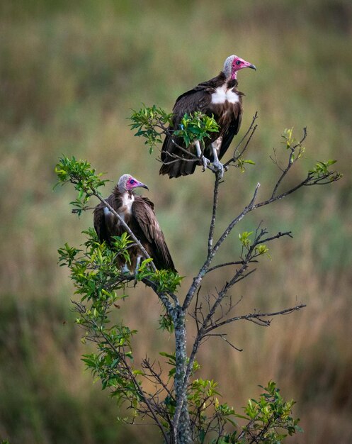 Two hooded vultures perching on a tree