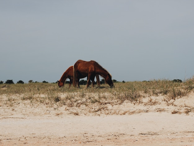 Two horses eating grass