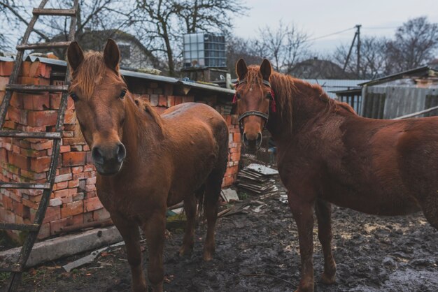 Two horses on farm