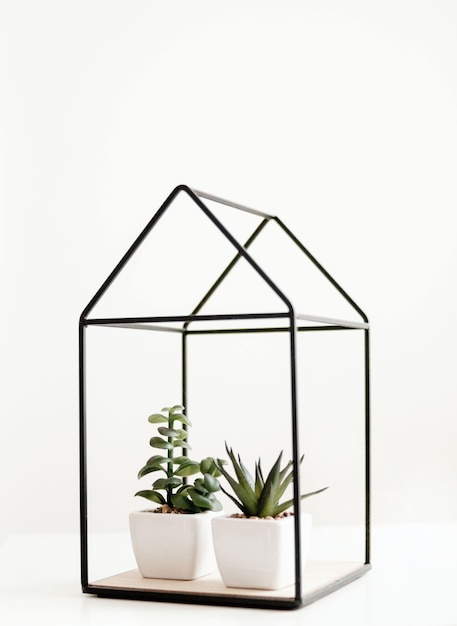 Two houseplants with white ceramic pots in a house-shaped ornament isolated on a white