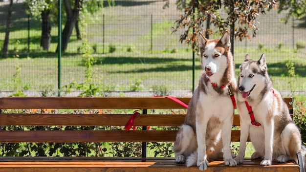 無料写真 コピースペースのある公園のベンチに2匹のハスキー犬