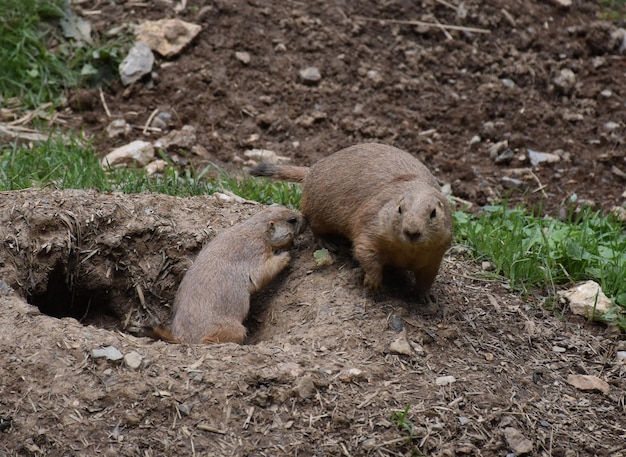 Two Large Ground Squirrels Playing Around His Burrow