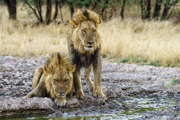 Two lion blood brothers drinking