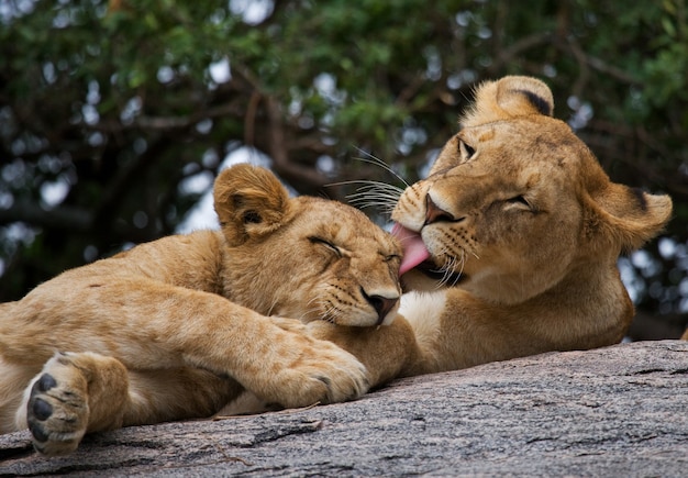 Две львицы ласкают друг друга. национальный парк. кения. танзания. масаи мара. серенгети.
