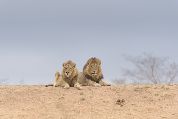 Two lions laying on the top of the hill while looking around