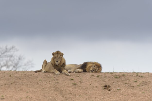 Two lions laying on the top of the hill