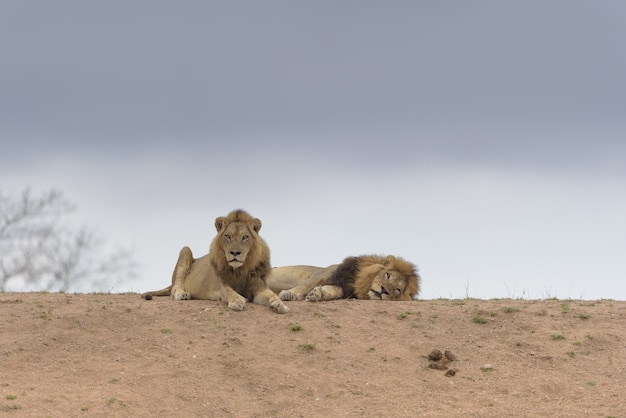 丘の上に横たわる2頭のライオン