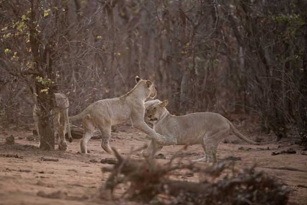 Two lions playing around with each other