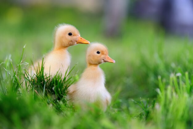 Two little yellow duckling on green grass