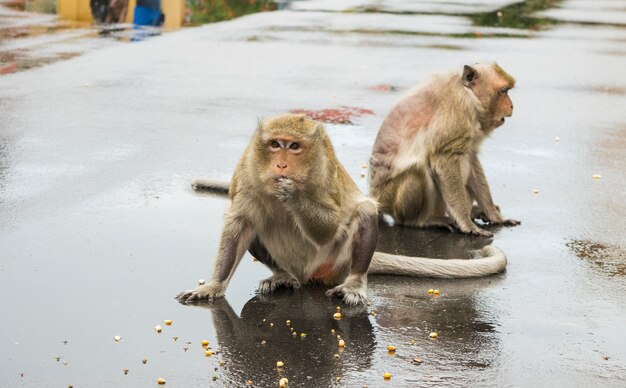 Two macaque monkey munching on corn seeds