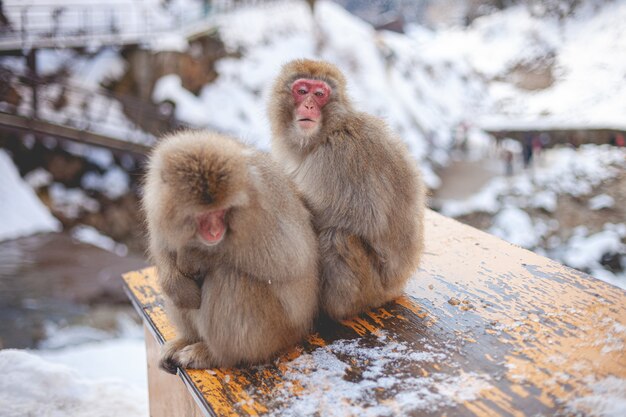 two macaque monkey sitting near each other