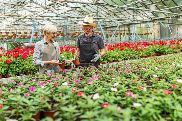 Two mature greenhouse workers cooperating while taking care of flowers in garden center